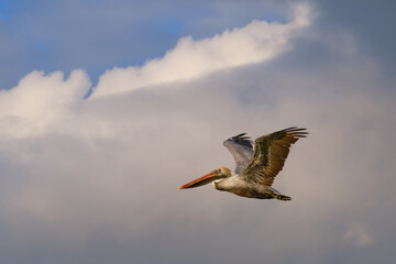 Pelikan beim fliegen im Sonnenuntergang