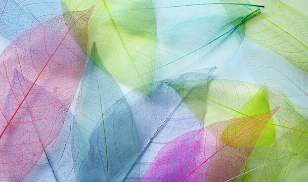 Macro leaves background texture blue, green, pink color. Transparent skeleton leaves. Colorful pastel abstract image of nature