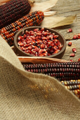 Decorative Indian corn with husks. Multi Colored flint corn.