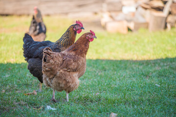 range chicken on the grass