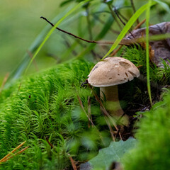 boletus edulis mushroom