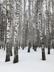 forest in winter