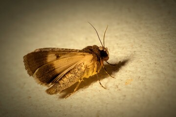 brown moth on the wall 
