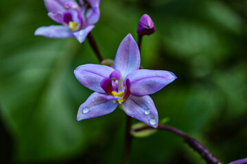 Fototapeta na wymiar Wild Orchid