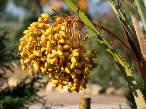 Racimo de d&aacute;tiles en la palmera