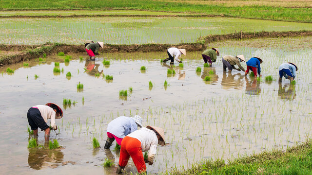 Repiquage bilder – Bläddra bland 267 stockfoton, vektorer och videor ...