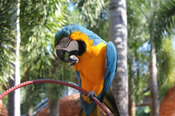 blue and yellow macaw