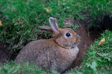 Naklejka na ściany i meble Close-up gray wild rabbit on the grass next to the burrow, natural habitat, year of the rabbit, symbol of the year