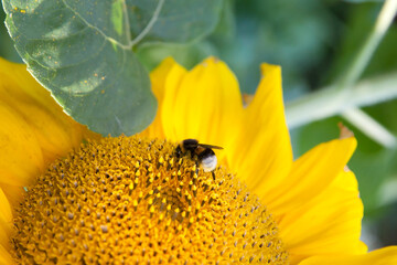 Close up of bumblebee on beautiful sunflower.