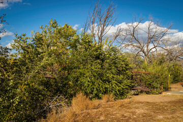 Very Green Trees and Blue Sky