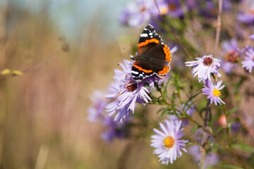 Fototapeta na wymiar Close-up of a British Red Admiral butterfly, atin: Vanessa atalanta. Red Admiral butterfly on a Aster alpinus.