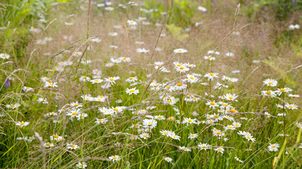 Green grass and chamomiles in the nature,summer time. Summer landscape with camomiles.