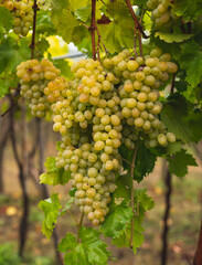 White grapes hanging from the vine