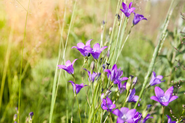 campanula. Summer wildflowers. Purple flowers bells in the meadow. Blooming meadow
