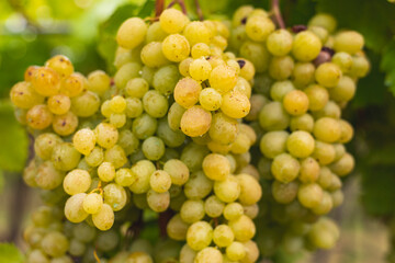 White grapes hanging from the vine