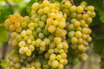 White grapes hanging from the vine