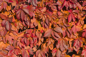 Red autumn leaves natural botanical fall background. Decorative grape wall.