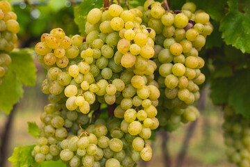 White grapes hanging from the vine