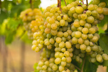 White grapes hanging from the vine