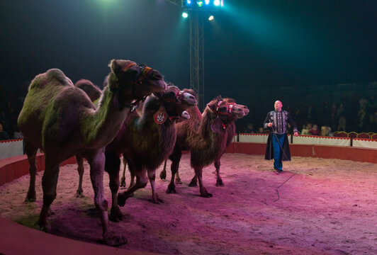 Circus Artist Performing With Camels On Stage