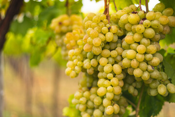 White grapes hanging from the vine