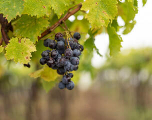 Fototapeta premium Bunch of dark grapes hanging on vines inside the vineyard