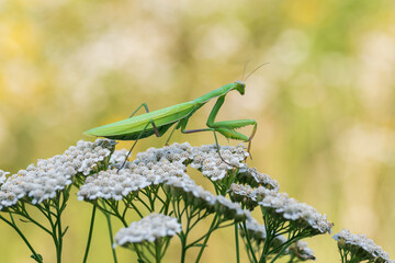 Mantis - Mantis religiosa green animal sitting on a blade of grass in a meadow.