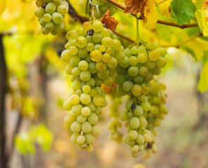 White grapes hanging from the vine