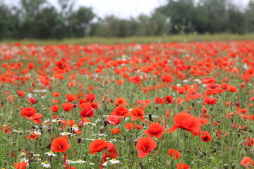 Champ de coquelicots 