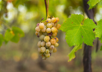 Fototapeta premium White grapes hanging from the vine