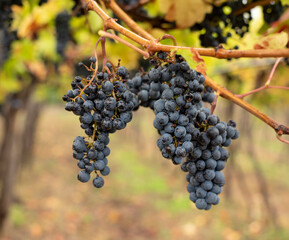 Bunch of dark grapes hanging on vines inside the vineyard