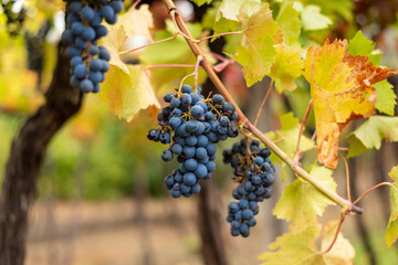 Bunch of dark grapes hanging on vines inside the vineyard