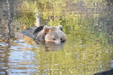 Bear in a lake, Norway