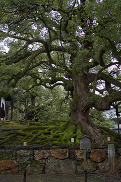 Kusunoki (camphor tree) outside the buddhist temple Shoren-in (青蓮院), Kyoto