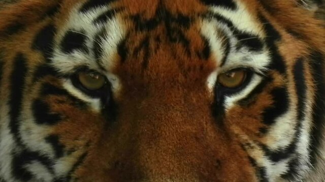 The face of a tiger. Tiger eyes close up. Hishnik concept. Wild animal nature background. The look of the Amur tiger.