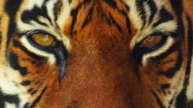 Close-up eyes of a tiger look into the camera. Wild animal nature background. Amur striped tiger look. Hishnik concept.