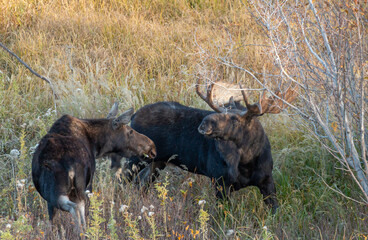 Bull and Cow Moose During the Fall Rut in Wyoming