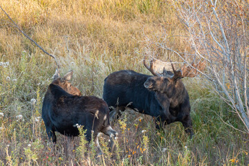 Bull and Cow Moose During the Fall Rut in Wyoming