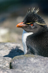 Un gorfou sauteur sur une île des Falkland.