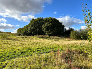 Late autumn rustic scene, with wild grasses, plants, and old trees near, Leeds, Yorkshire, UK