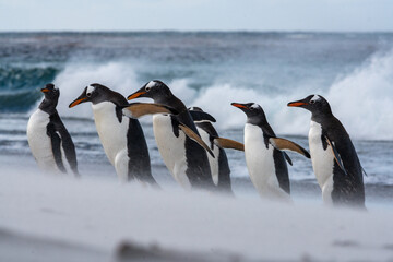 Un groupe de manchots papous sortant de la mer en luttant contre le vent et le sable sur une plage des Falkland.