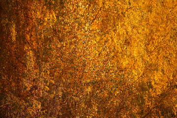 Golden crowns of trees in autumn. Sunny foliage texture