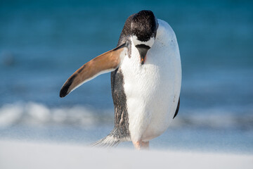 Un manchot papou faisant sa toilette sur une plage des îles Falkland balayée par un vent de tempête.