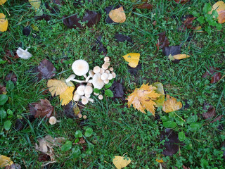 White mushrooms and colourful fallen autumn leaves in wet grass