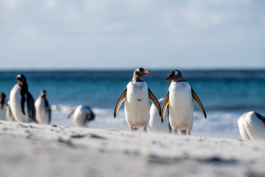 Deux manchots papous se d&eacute;pla&ccedil;ant sur une plage des &icirc;les Falkland balay&eacute;e par le vent.
