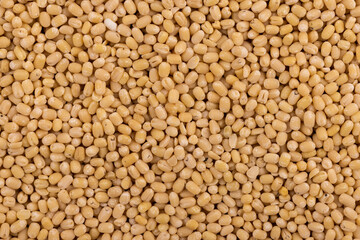 Urad Whole Dal White Top Angle Flat-lay  Background or Texture