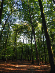 trees in a German forest 