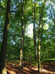 trees in a German forest 