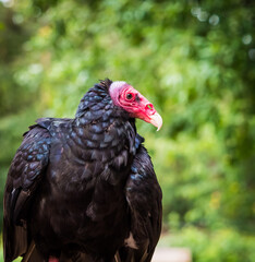 A turkey vulture closeup in a raptor park in saarburg, copy space