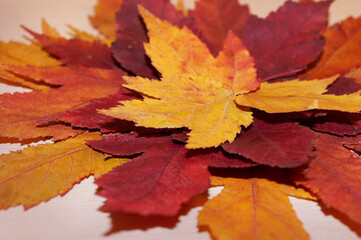 composition of autumn leaves